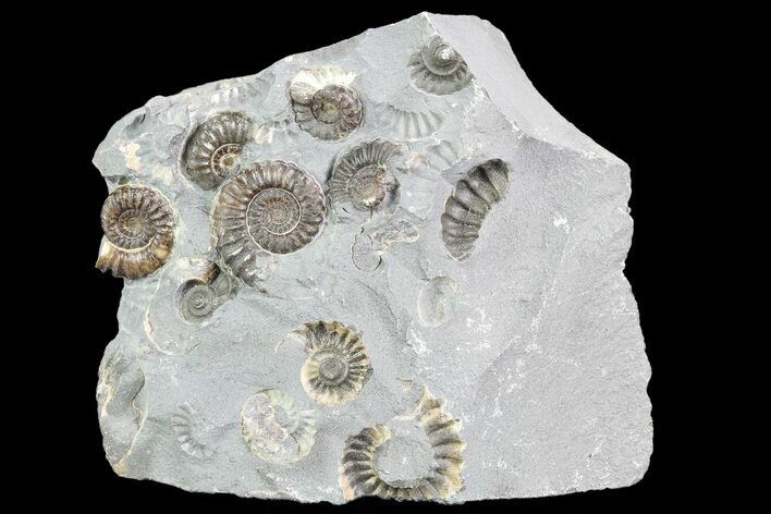 Ammonite (Promicroceras) Cluster - Somerset, England #86254